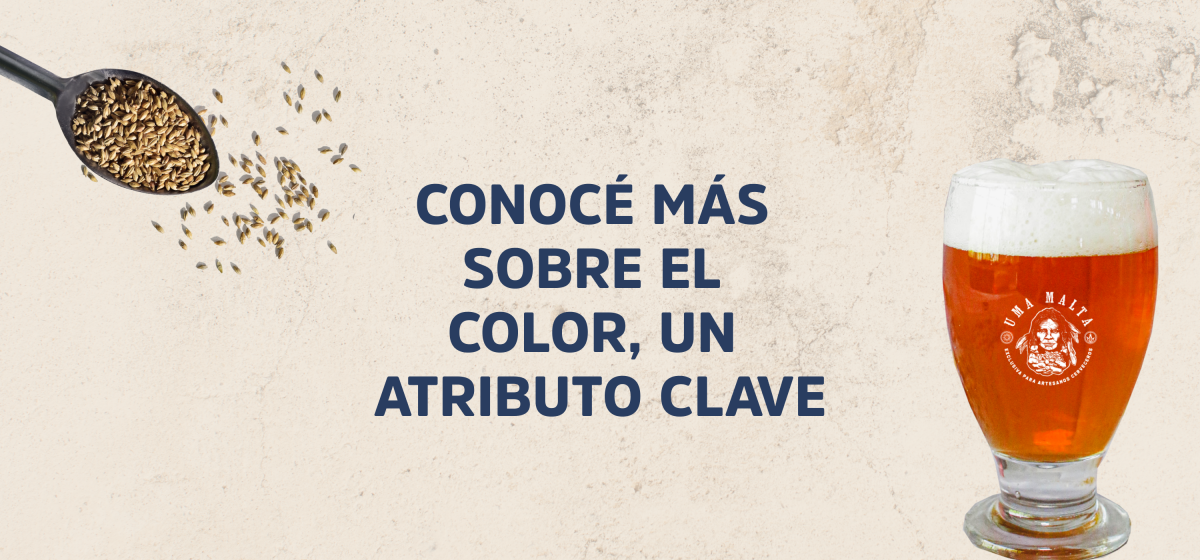 Conocé más sobre el Color, un atributo clave