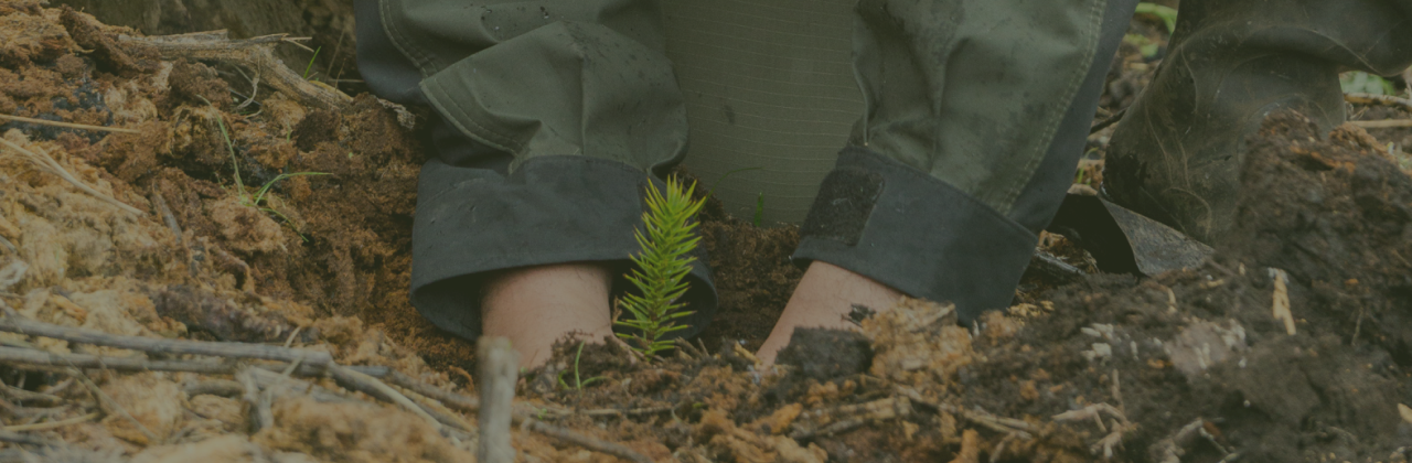 reforestacion